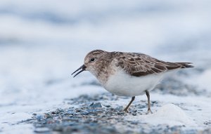 Temmincksnipe Stororkelsjøen, Oppdal-0323