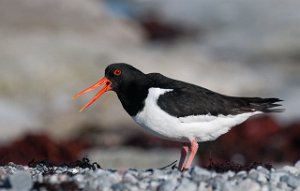 Tjeld Salttjern, Vadsø-5939