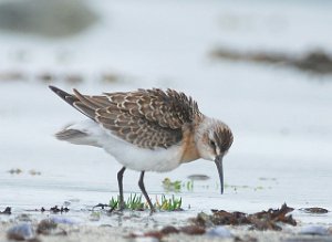 Tundrasnipe Hovsfjæra, Ørland 3130