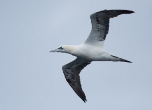 Havsule Havområdene nord for Halten, Frøya-9608