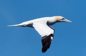 Havsule Runde, Herøy - 7951