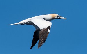 Havsule Runde, Herøy - 7952