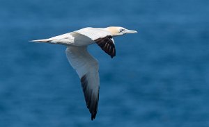 Havsule Runde, Herøy - 7992