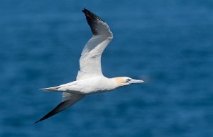 Havsule Runde, Herøy - 7995