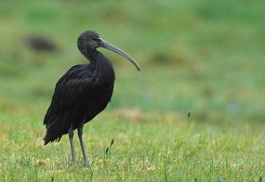 Bronseibis Geisnes, Nærøy 3487