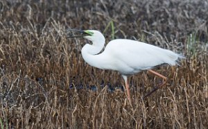 Egretthegre Bergshølen, Stjørdal-9484