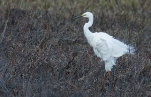 Egretthegre Bergshølen, Stjørdal-9549