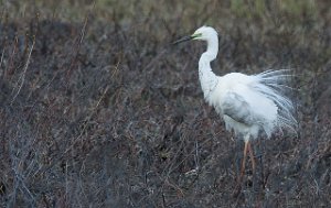 Egretthegre Bergshølen, Stjørdal-9551