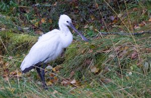 Skjestork Jøa, Fosnes - 1737