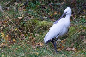 Skjestork Jøa, Fosnes - 1754