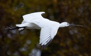 Skjestork Jøa, Fosnes - 1783