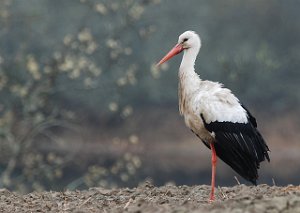 Stork Pålerudbyen, Rinkerike 040