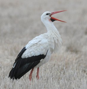 Stork Sutterø, Stjørdal 004