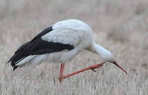 Stork Sutterø, Stjørdal 307