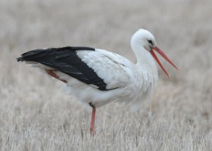 Stork Sutterø, Stjørdal 324