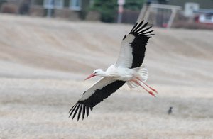 Stork Sutterø, Stjørdal 332