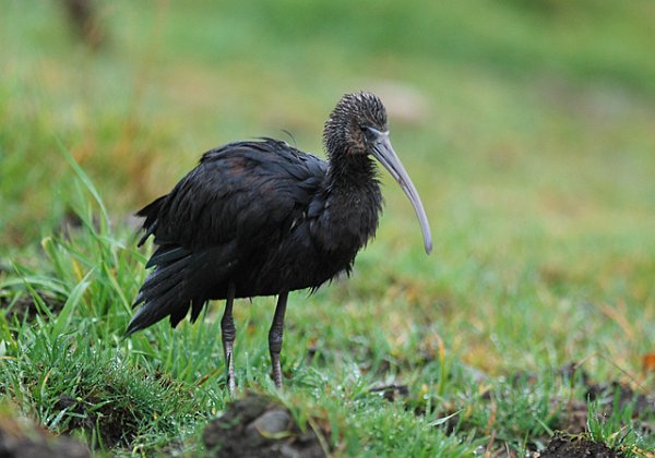 Bronseibis