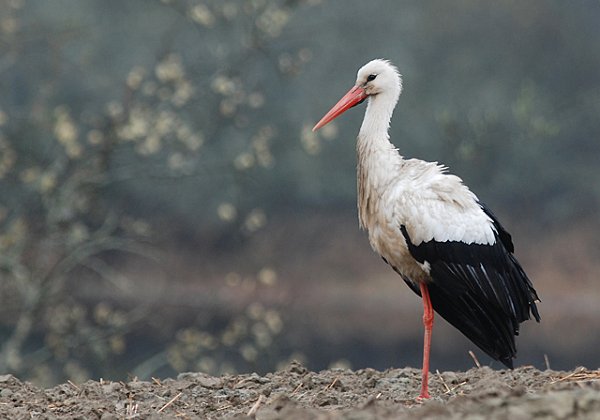 Stork