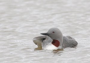 Smålom Adventdalen, Svalbard 1034