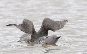 Smålom Red-throated Diver Adventdalen, Svalbard 1110