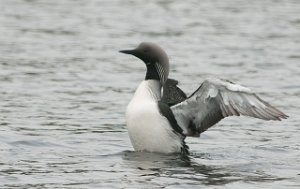 Storlom Hovdalsvatnet, Frosta-9644