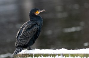 Storskarv Nedre Leirfoss, Trondheim - 0371