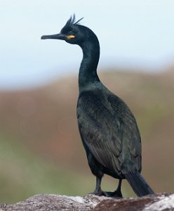 Toppskarv Hornøya, Vardø-8934