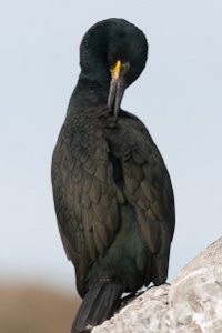 Toppskarv Hornøya, Vardø-9985