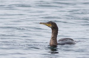 Toppskarv Uthaug havn, Ørland-3390