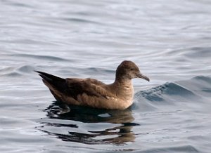 Grålire Havomr utenfor Smøla 149