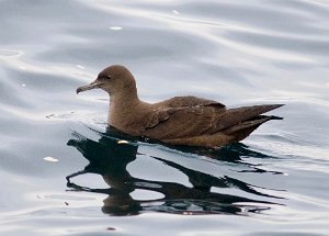 Grålire Havomr utenfor Smøla 184