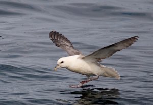 Havhest Havomr utenfor Smøla 035