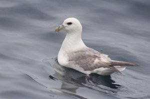 Havhest Sjøområdene utenfor Halten, Frøya - 3762