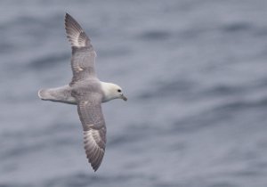 Havhest Sjøområdene utenfor Halten, Frøya- 3684