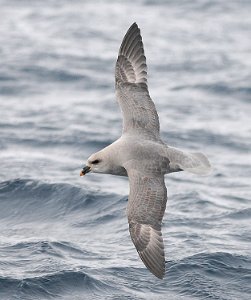 Havhest Vestpynten, Svalbard 5519