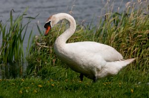 Knoppsvane Skjerns Enge, Jylland-7370