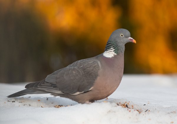 Duer, gjøk og hærfugl