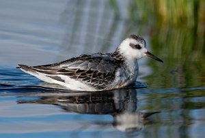 Polarsvømmesnipe Utsira - 7235