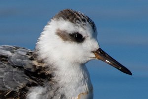 Polarsvømmesnipe Utsira - 7590