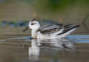 Polarsvømmesnipe Utsira - 7701