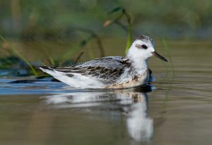 Polarsvømmesnipe Utsira - 7832