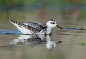 Polarsvømmesnipe Utsira - 7839