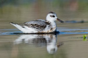 Polarsvømmesnipe Utsira - 7851