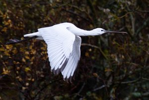 Skjestork Jøa, Fosnes - 1769