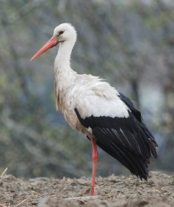 Stork Pålerudbyen, Ringerike 085