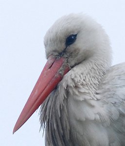 Stork Pålerudbyen, Ringerike 087