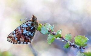 Arktisk perlemorvinge Troms og Finnmark - 3685