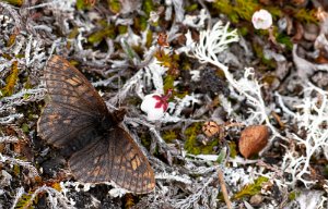 Dvergperlemorvinge Troms og Finnmark - 4469