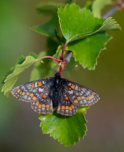 Iduns rutevinge Troms og Finnmark - 1104