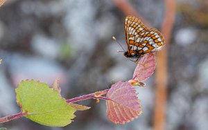 Iduns rutevinge Troms og Finnmark - 1409